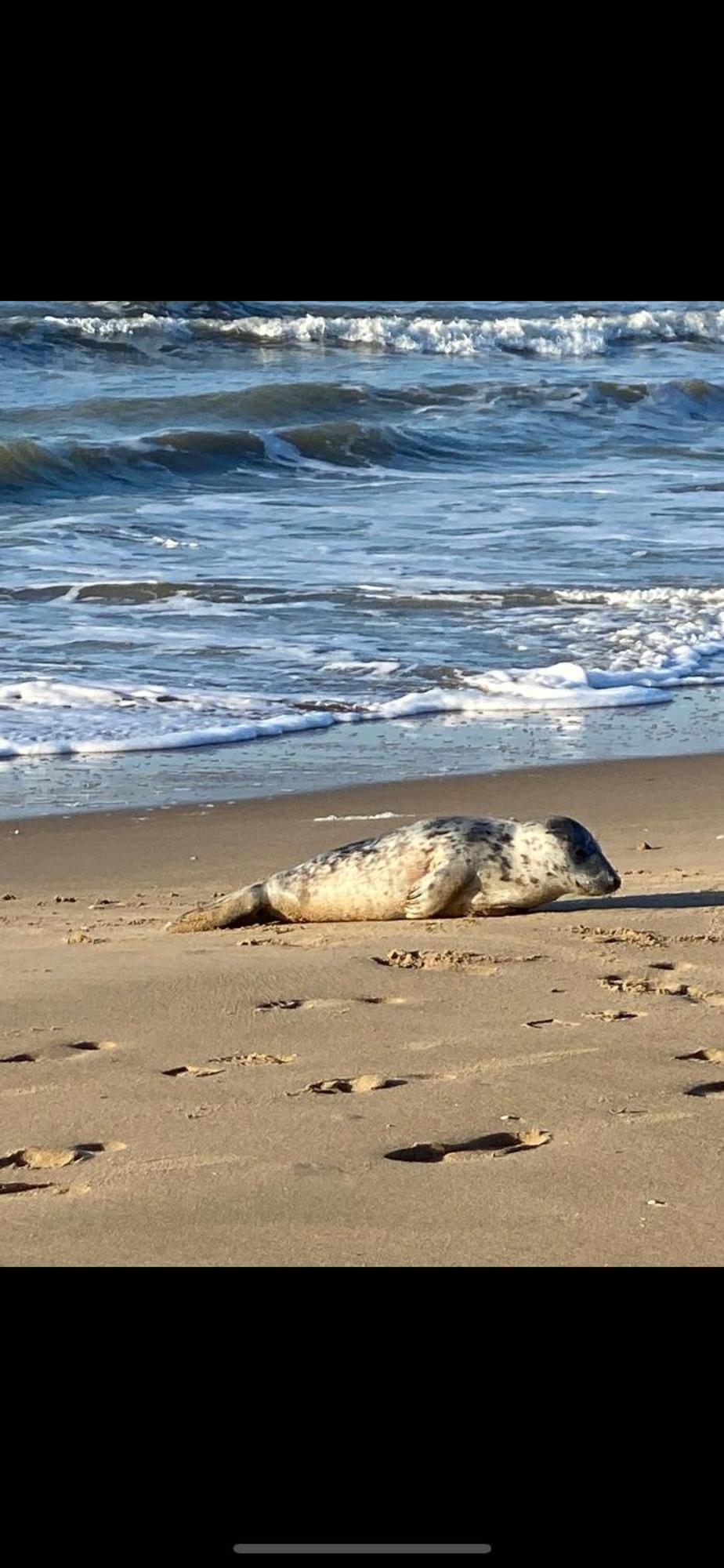 Beachhome Scheveningen Apartment *